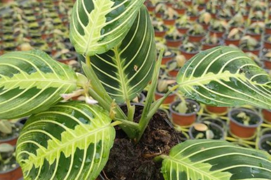叶蝉竹芋的养殖方法和注意事项