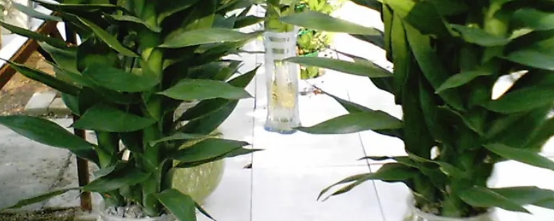 水培竹子怎么养才能更旺盛
