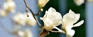白玉兰花的寓意是什么