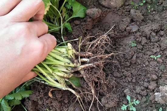 香菜带根能栽到花盆里养活吗