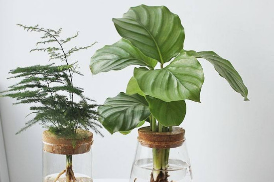 家里养绿色植物可以净化空气、杀菌消毒吗