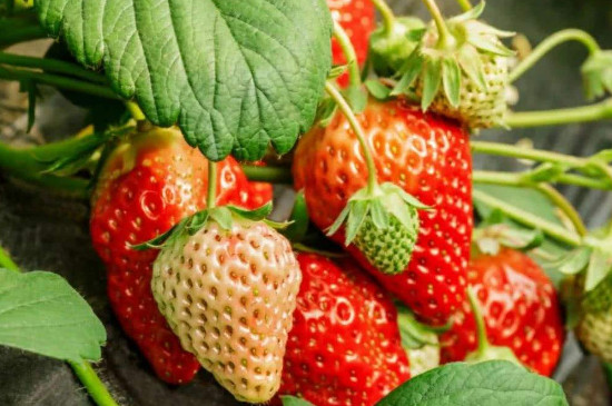 草莓冬天能耐多少度的低温