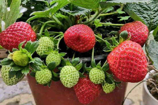 草莓冬天能耐多少度的低温