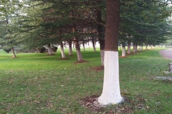 树为什么要涂一层白色