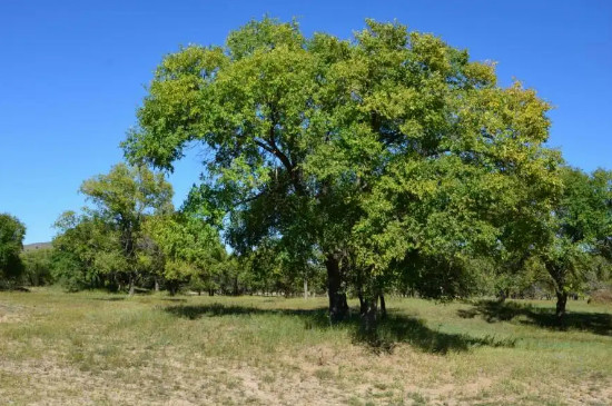 榆樹是常綠樹還是落葉樹