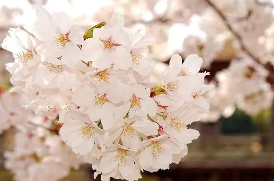 樱花花语是什么