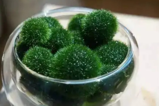 海藻球怎么养