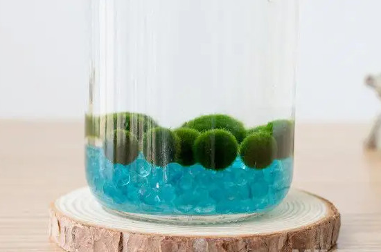 海藻球怎么养