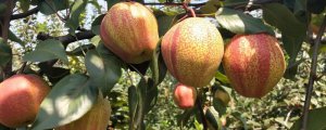 新品种梨树苗有哪些