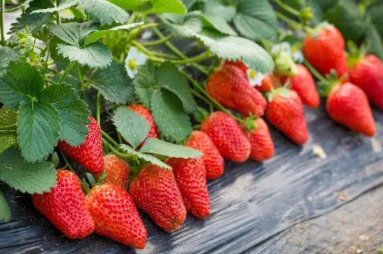 草莓怎么种