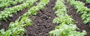 种土豆怎样施底肥