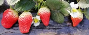红玉草莓苗品种介绍