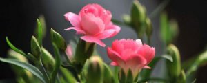 康乃馨的花语是什么