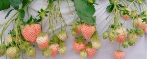 隋珠草莓是不是香野草莓