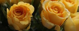 黄玫瑰真正的花语