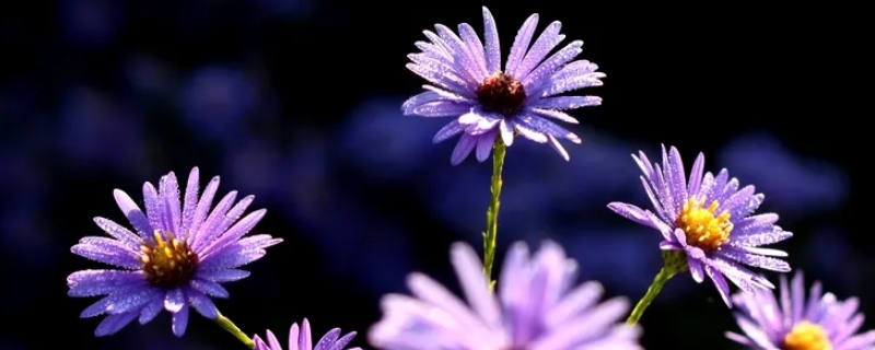 紫色菊花代表什么意思