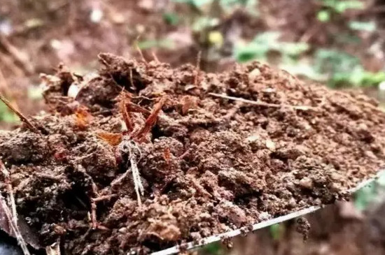 落葉直接埋土里能做肥料嗎