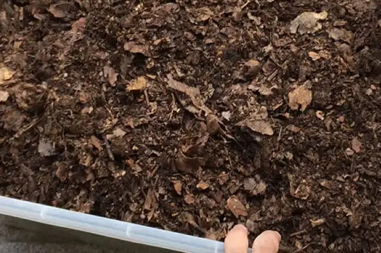 落叶直接埋土里能做肥料吗