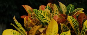 變葉木有毒嗎適合在室內養嗎