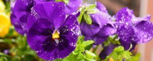 紫色紫罗兰花语