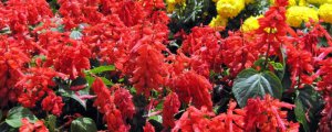 斑红花是什么花