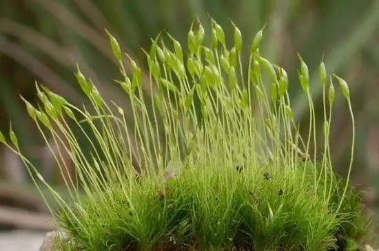 苔藓植物长不高是因为什么