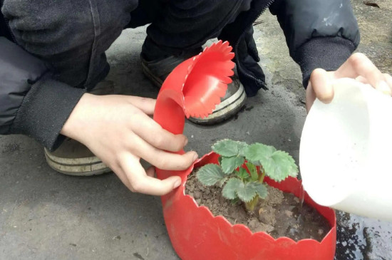 草莓怎么养 盆栽