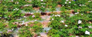 春节牡丹花的种植方法及养护