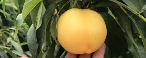 巨无霸桃树品种介绍