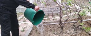 冬天移栽的葡萄要浇水吗