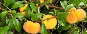 黄桃树苗种植几年才能结果