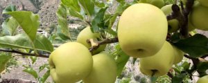 黄苹果是什么品种