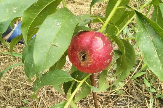 桃树蓬仙十三品种的特点介绍