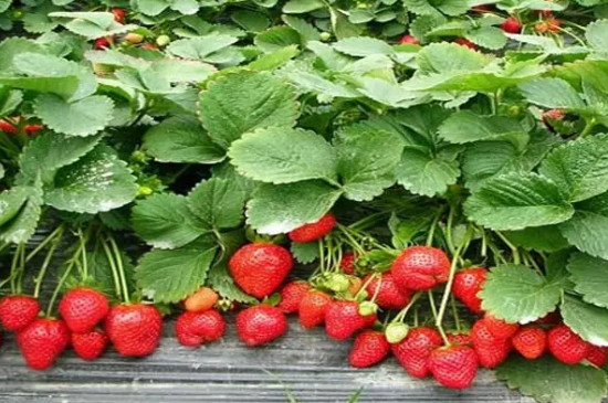 草莓怎么种植