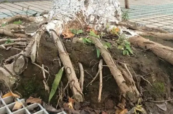 树被砍后剩下的树桩怎么清除