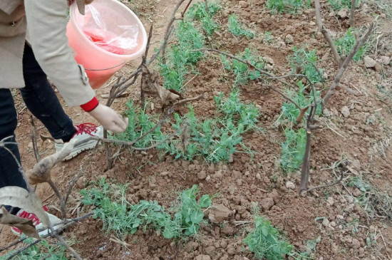 豌豆苗种植方法及管理