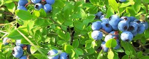 云雀蓝莓品种介绍