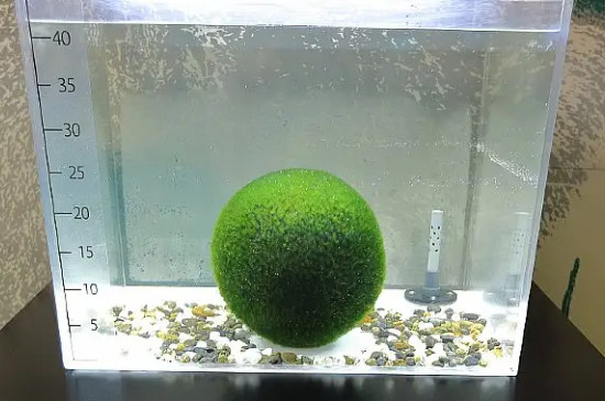 球藻怎么养
