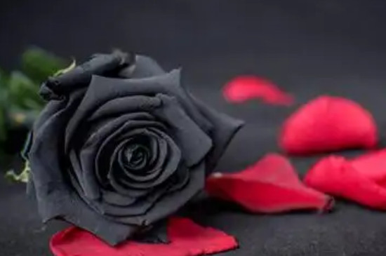 黑玫瑰是染色的吗