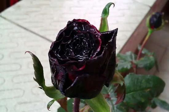 黑玫瑰是染色的吗