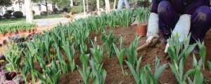 郁金香怎么种植和养护