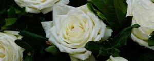 白玫瑰代表什么花语