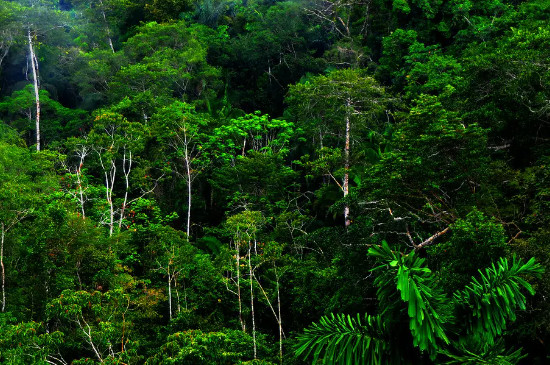 热带雨林的植被特征