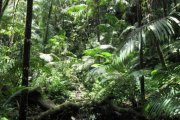 热带雨林的植被特征