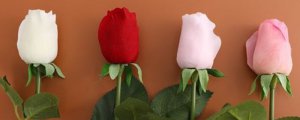 單頭玫瑰和多頭玫瑰有什麼區別