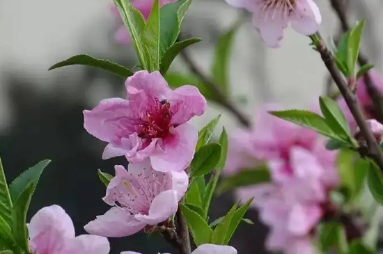 桃花和梅花怎么区分