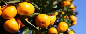 柑橘是由根茎叶花和果实组成的吗