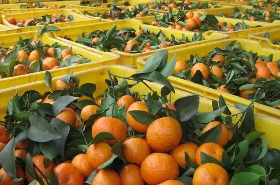 柑橘是由根茎叶花和果实组成的吗
