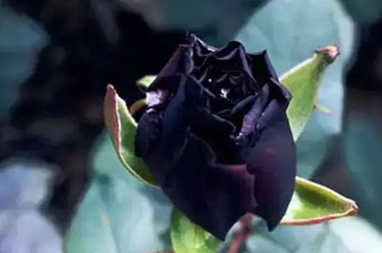 黑玫瑰花語是什麼意思