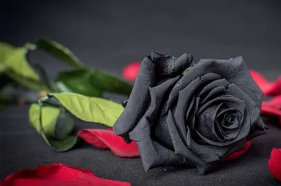 黑玫瑰花语是什么意思